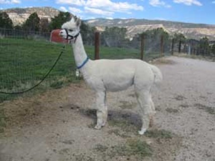 Alpaca For Sale - Lady Maria at Grand Mesa Alpacas